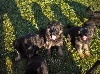  - CHIOTS BERGER ALLEMAND