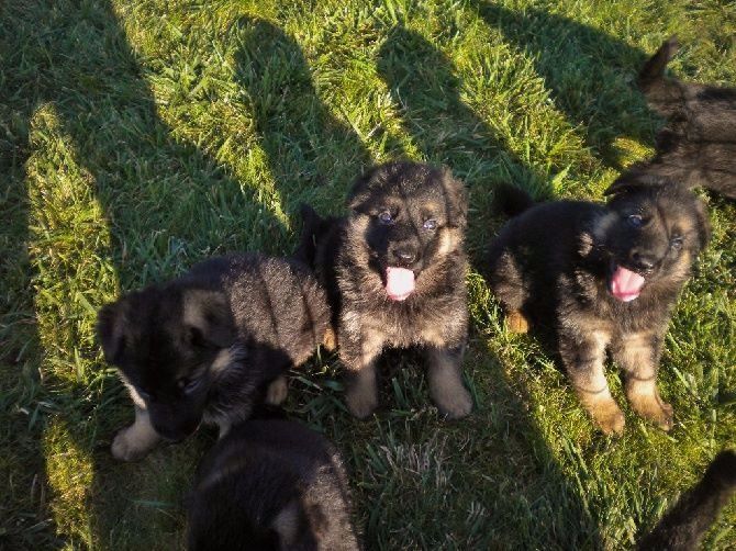 CHIOTS BERGER ALLEMAND